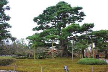 Pine tree supported by Rope to protect from snow, called Yuki-tsuri, at Kenrokuen Garden in Kanazawa, Japan - 金沢 兼六園 雪吊り 松 石川県 日本
