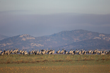 Grulla en la Laguna de Gallocanta
