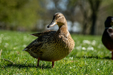 Beautiful Duck is very happy