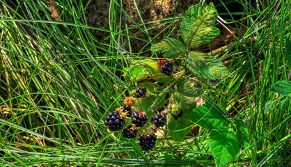 Blackberries in the wood