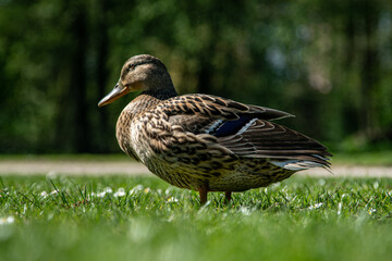 Lovely duck in a park