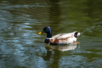 Duck swimming in a lake