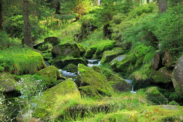 Stream in the woods of Izera Mountains, Poland