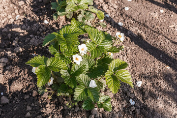 Bush of flowering strawberries close up. White flowers on a strawberry bush