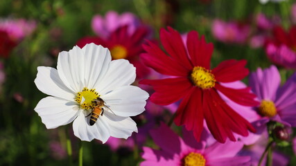 Bee on white cosmos flower. Worker bees suck nectar from the pollen of Mexican asters that bloom beautifully in a field on a multicolored flower background with a copy space. Selective focus