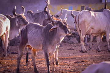Indian cows in Cow Farm, African cows resting in a field,Cows in Goshala - protective shelters for cows in govshal,