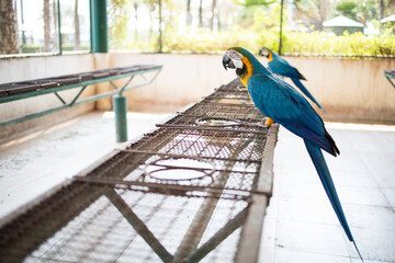 macaw parrot pet  in large cage zoo