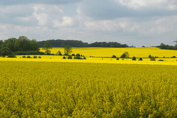 Canola flowers field in Lower Silesia near Sudetes, Poland