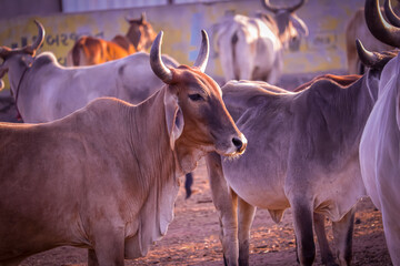Image of Indian Cows in the village of Rajasthan India,Indian Cows in Cow Farm,cows resting in a field,Cows in Goshala protective shelters for cows in govshal