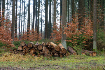 Ein Haufen mit Baumstämmen liegen im Wald / Mischwald (Forstwirtschaft / Holzwirtschaft)
