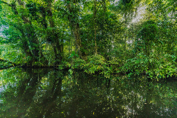 Fototapeta na wymiar Canal in the national park of Tortuguero with its tropical rainforest along the Caribbean Coast of Costa Rica, Central America.