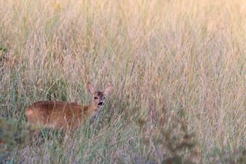 European roe deer (Capreolus capreolus) on the East Frisian island Juist, Germany.