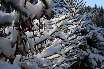 Schneebedekte Äste