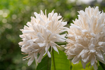 White Coffee blossom on green nature bokeh, Coffee tree in Organic Farm with white Coffee blossom flower.