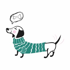 Vector illustration of a dachshund dog in a sweater dreams of an appetizing bone. Cute dachshund dog isolated on white background.