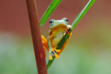 Free Frog, Frog, Flying Frog,