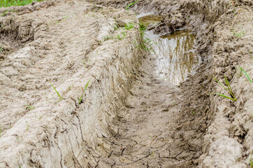 Traces of wheels on a muddy road through the forest in Petrovaradin, Novi Sad, Serbia