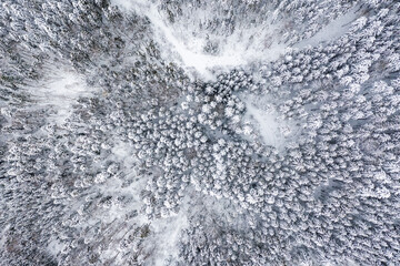 Trees tree forest woods in winter snow cold season aerial photo view background