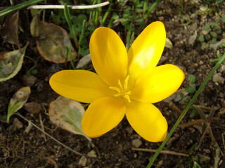 crocus jaune