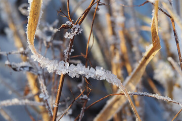 Naklejka premium frost on the branches. ice on the branches