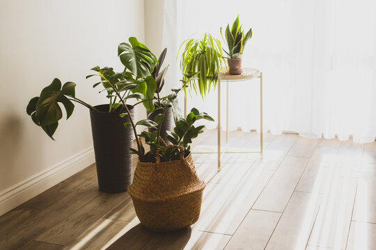 Houseplant in pots as a part of scandinavian design