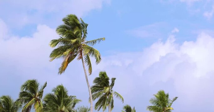 Palm trees, blowing wind and blue sky with clouds. Tropical climate, high cocos palms waving in the wind, clouds and sky behind.