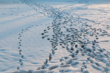 footprints in the snow two