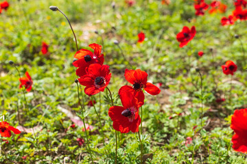 Fototapeta premium Red anemones flowers close-up on a blurred grassy background. Israel
