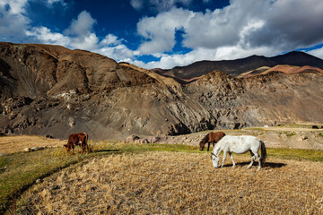 Horses and cow grazing in Himalayas. Ladakh, India