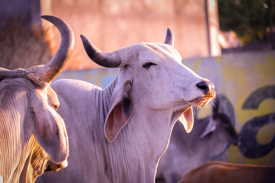 Group of cow farm agriculture,indian cow in gaushala,cows group on a farm  India,agriculture industry,farming concept Stock Photo | Adobe Stock