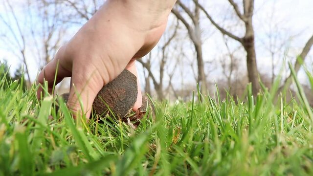 Picking up black walnuts in the grass, low angle of view