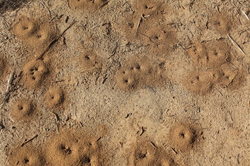 Ant holes in the forest