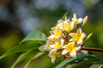 Obraz premium Yellow plumeria flower in the tree.