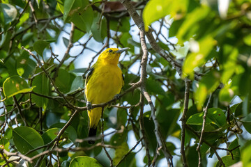 A common iora (aegithina tiphia) on a branch in Kedah Malaysia this song bird found across the tropical india and south east asia.