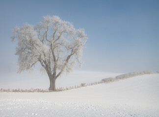 Tree in snow covered farmland in low lying mist, Scottish Borders 