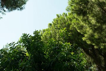 Green branches of Pine trees and Lemon tree on the background of hot white tropical sky. Space for your text