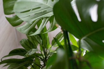 Naklejka na ściany i meble Green plant monstera on white background.