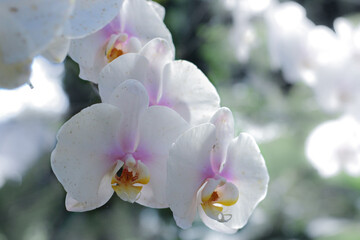 Branch of pure white orchid on white background