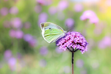 butterfly on flower In the morning