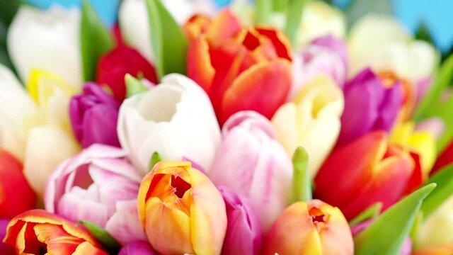 Colorful bouquet of tulips on blue background in 4K VIDEO. Spring tulip flowers. Backdrop for Easter, Valentine's Day, Woman's Day and Mother's Day.