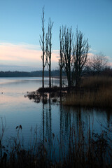 Nature development in Biesbosch National Park, North Brabant, Netherlands © roelmeijer