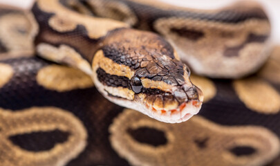 Snake boa constrictor close-up on a white background. Snake skin. Reptile