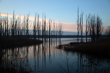 Nature development in Biesbosch National Park, North Brabant, Netherlands