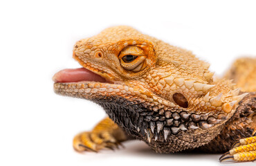 Bearded agama lizard on a white background is insulated. Endemic Australia reptile yellow with spikes. Exotic tropical animal.