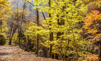 兵庫県・赤西渓谷の風景