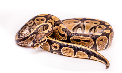 Fototapeta premium Snake boa constrictor close-up on a white background. Snake skin. Reptile
