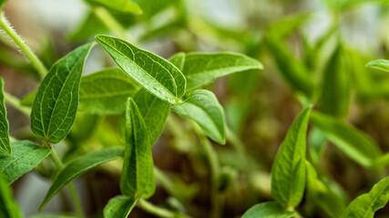 microgreen Foliage Background. Close-up of mash microgreens. Seed Germination at home. Vegan and healthy eating concept. Sprouted mash germinated from high quality organic plant seed.