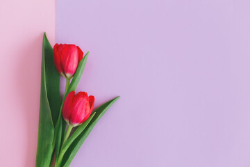 Fototapeta premium Tender pink tulips on pastel pink and violet background. Greeting card for Women's day. Flat lay. Place for text.
