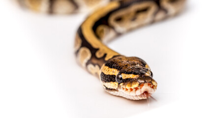 Snake boa constrictor close-up on a white background. Snake skin. Reptile