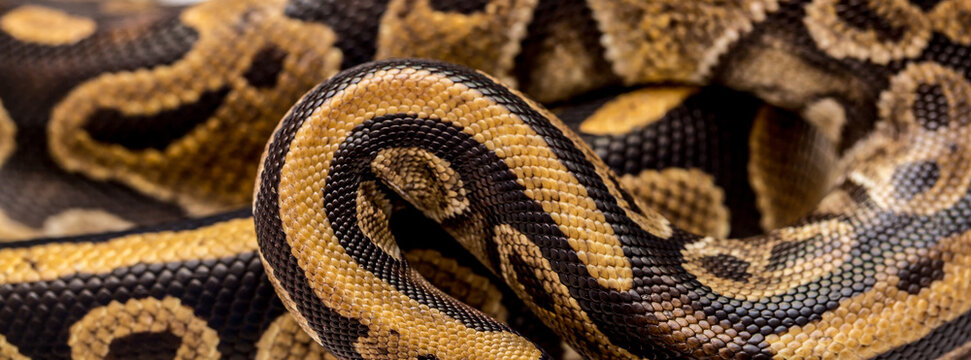 Snake boa constrictor close-up on a white background. Snake skin. Reptile